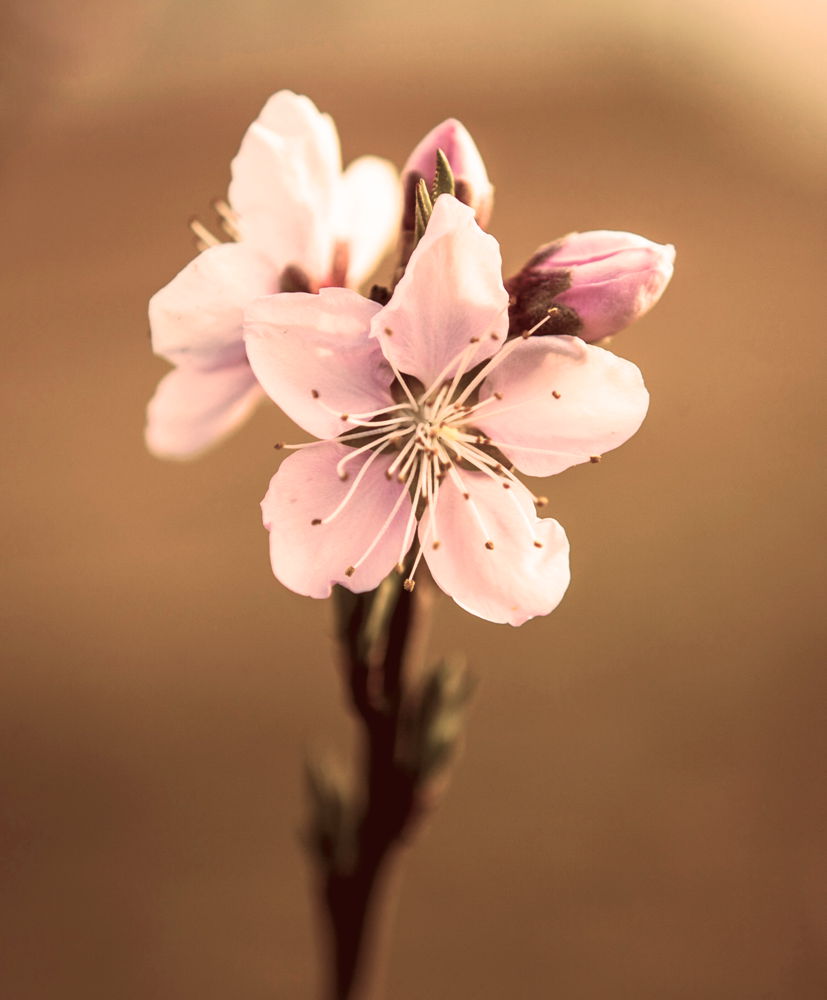 桃花 摄影 xiaosi110