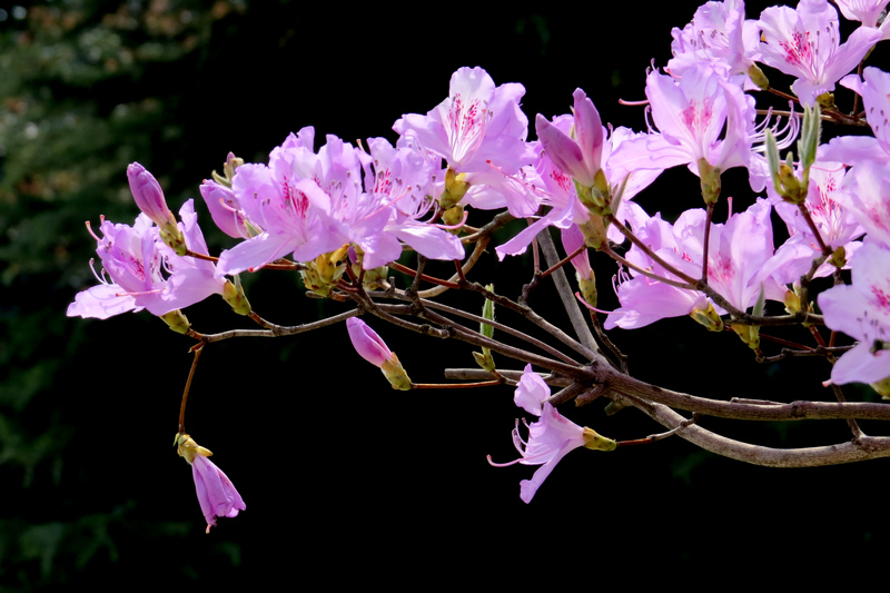 杜鹃花 摄影 laoren