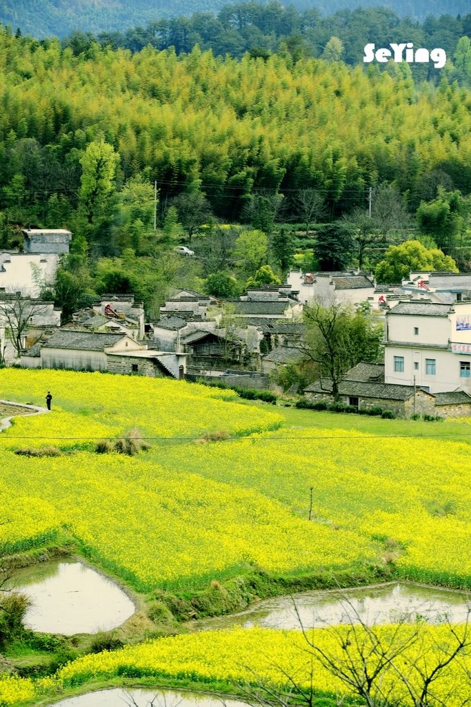 皖南油菜花 摄影 色颖