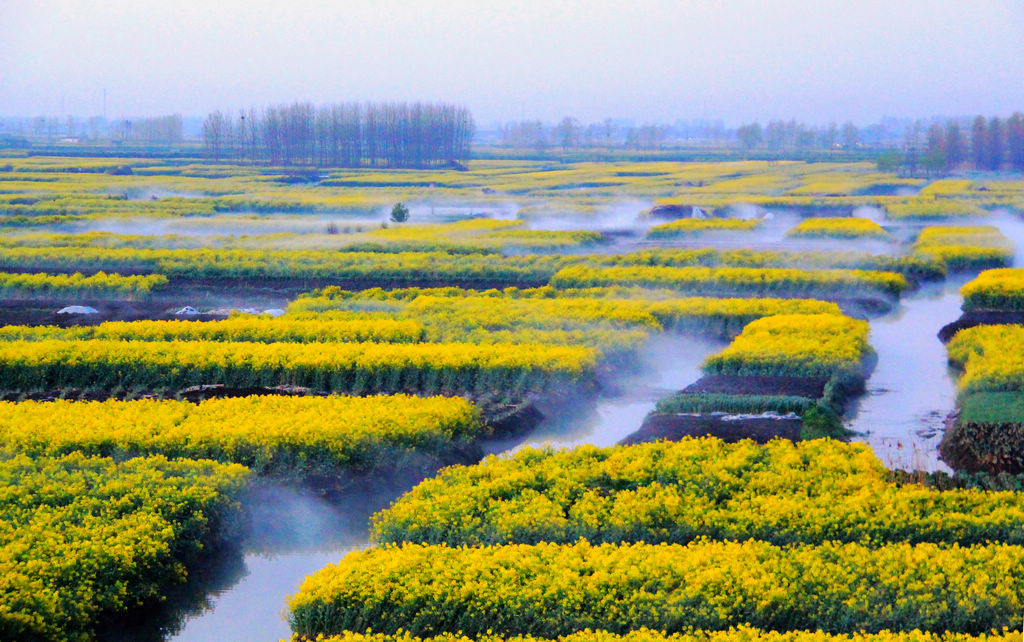 全国最美油菜花海--千岛菜花美景 摄影 薛宏金