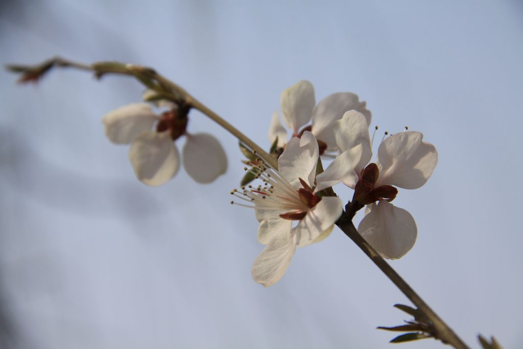 春花花 摄影 七公主905