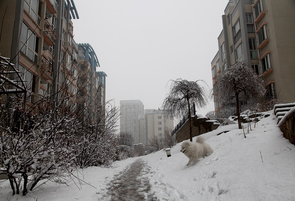 20130408，大雪 摄影 xqz