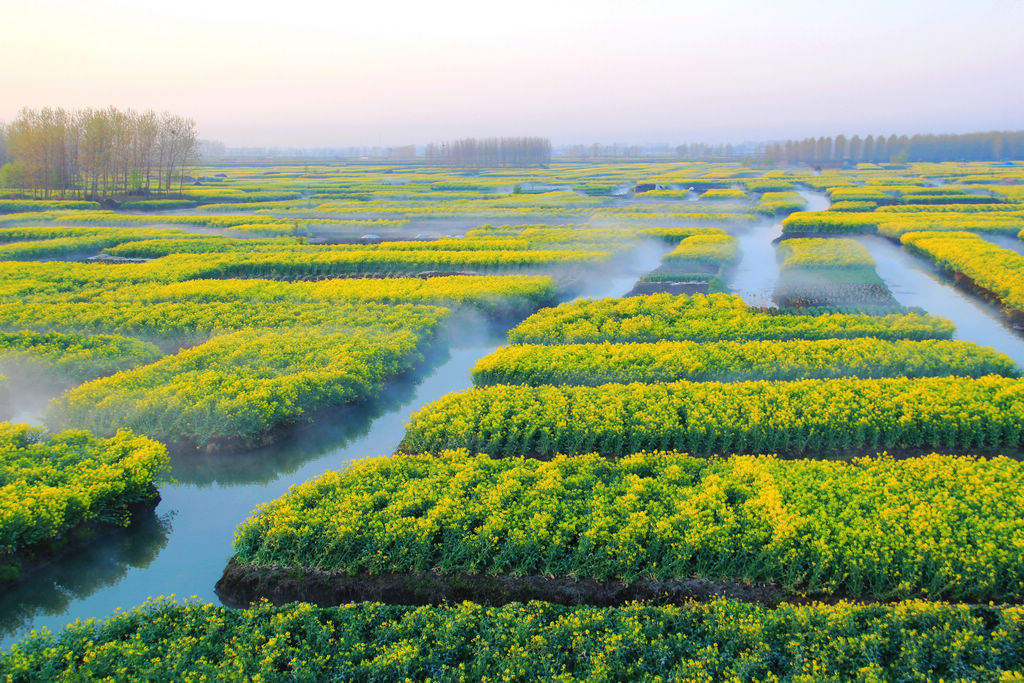 全国最美油菜花海--千岛菜花美景 摄影 薛宏金