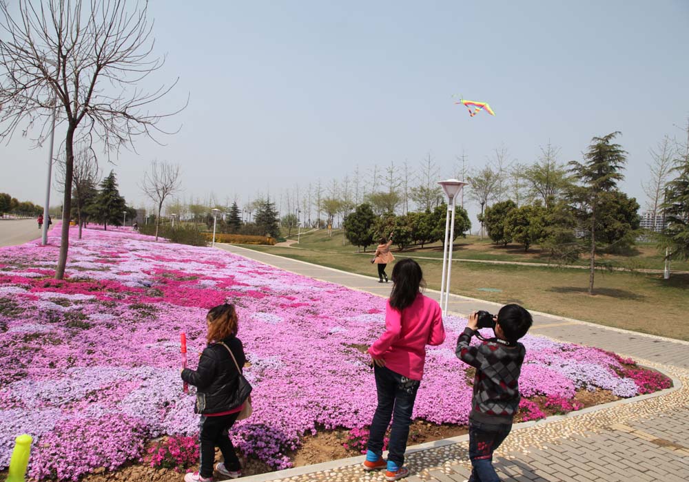 花季 摄影 郾城老李