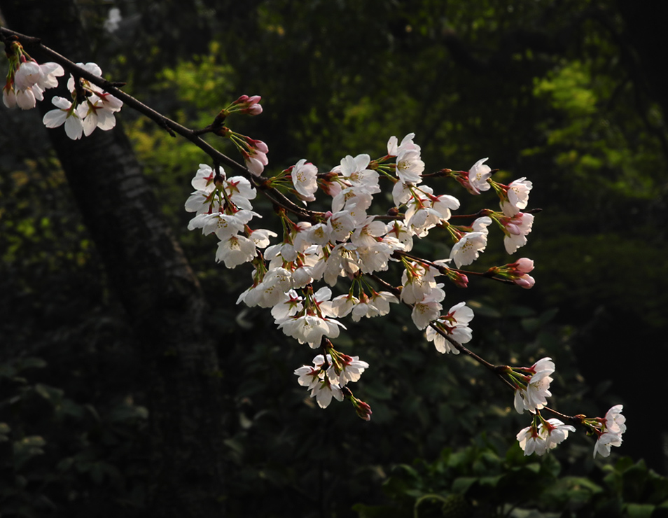 飘逸樱花（仅供浏览） 摄影 老尼康