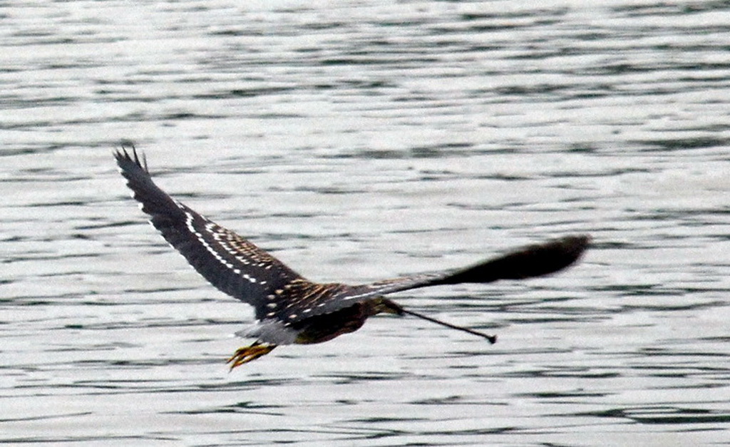 海南虎斑鳽 摄影 三届