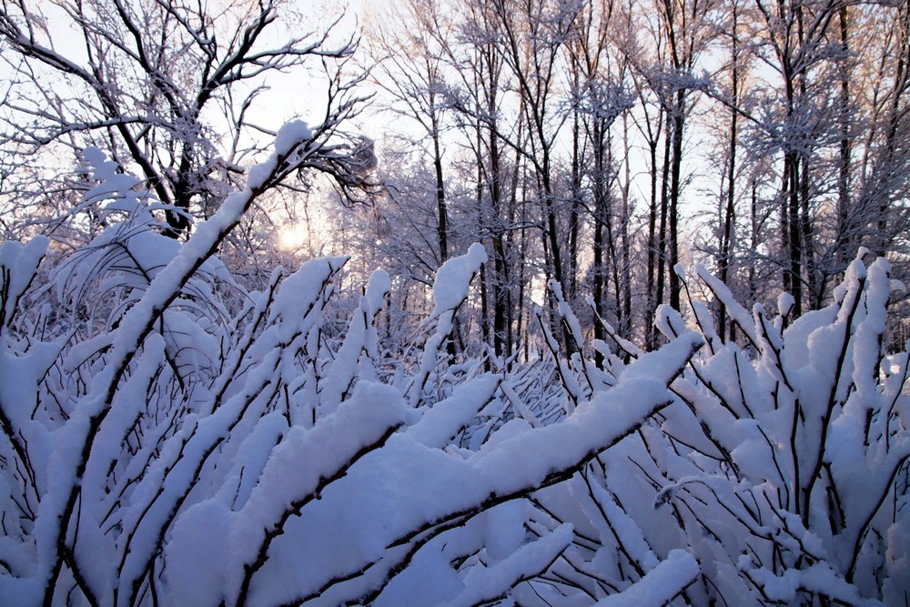 雪后 摄影 也早