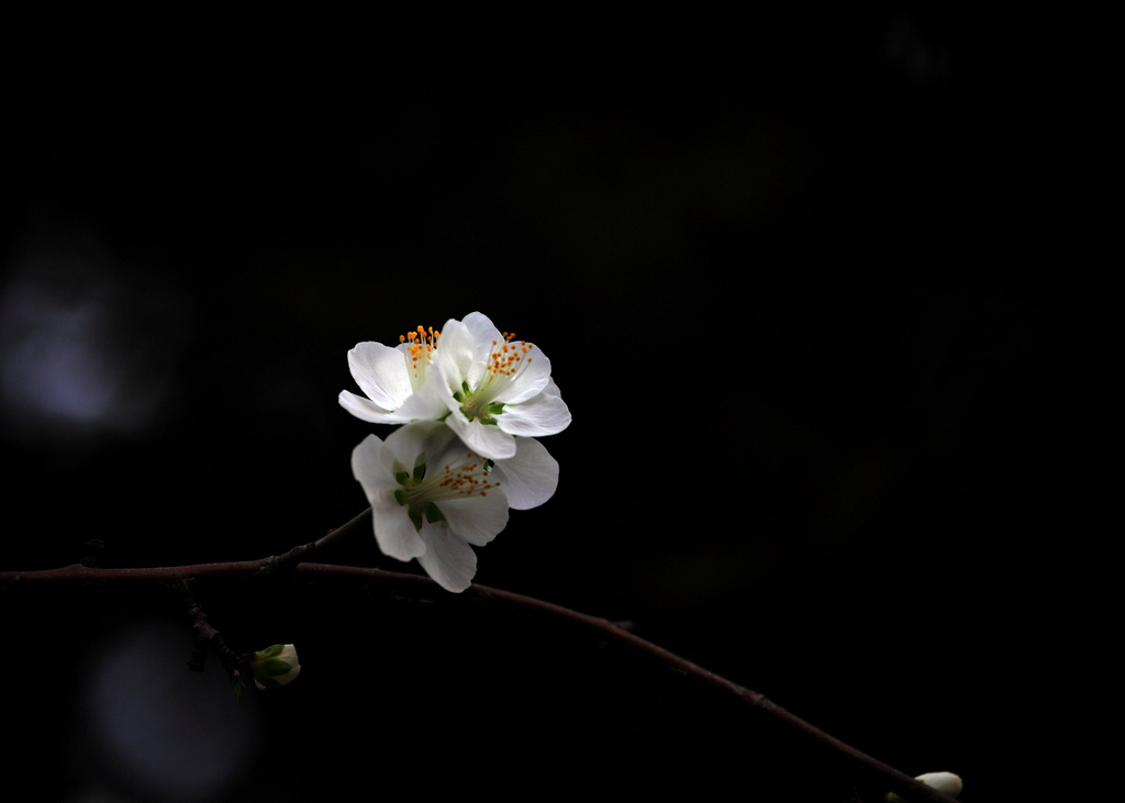 芯芯向荣 摄影 晚秋0919