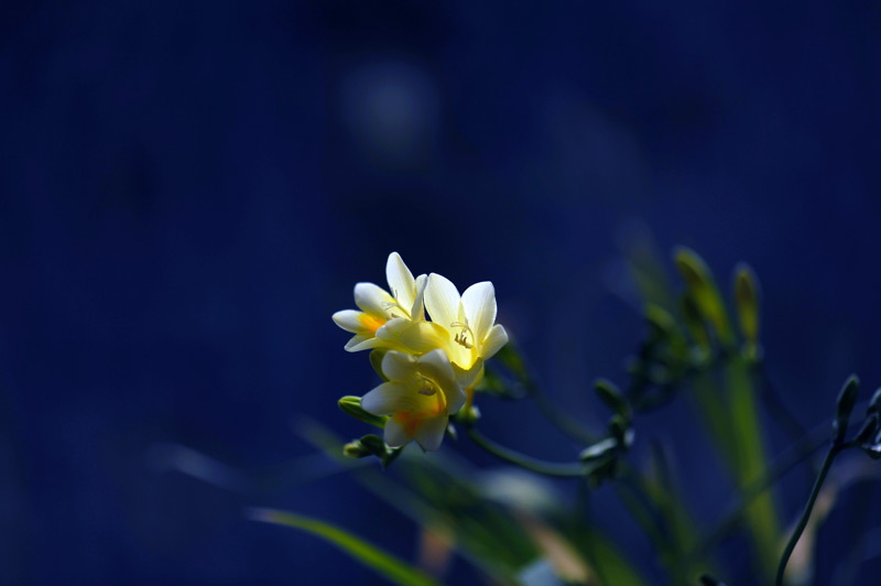 花语 摄影 水舞蓝黛