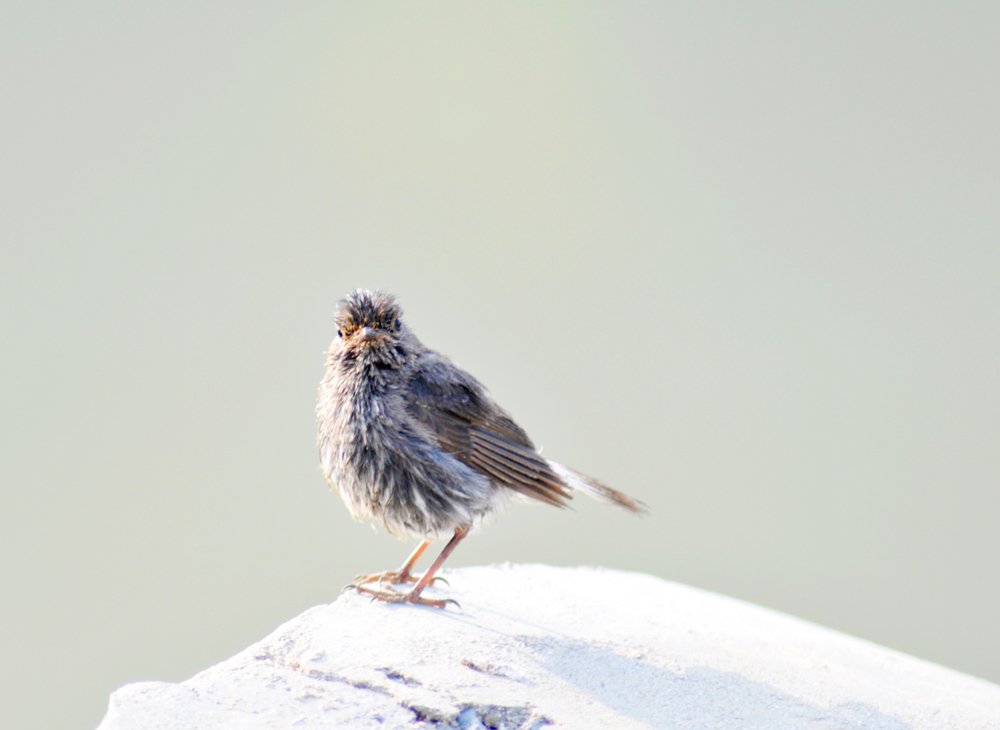 “愤怒”的小鸟 2 摄影 紫杜鹃