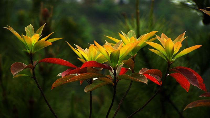 叶如花 摄影 红岩上