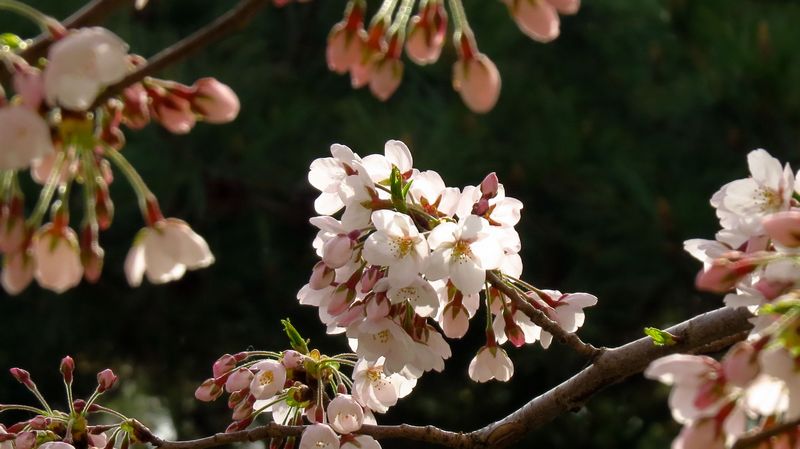 樱花烂漫 摄影 旭峰