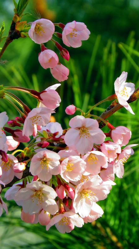 樱花烂漫 摄影 旭峰