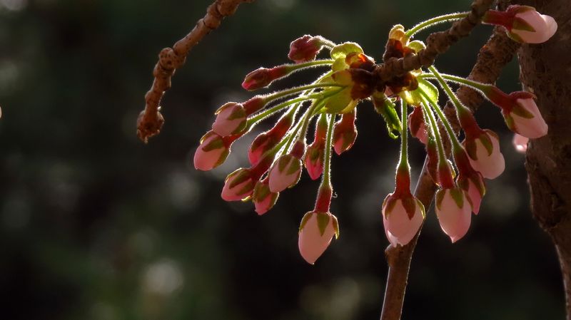 待放花蕾 摄影 旭峰