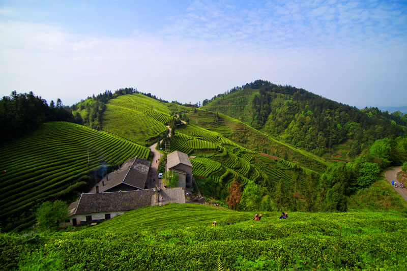 宣恩贡茶基地 摄影 酸秀才