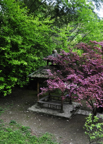 桃花源小景 摄影 爱晚亭畔