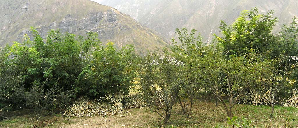 路上的风景 摄影 紫色女人