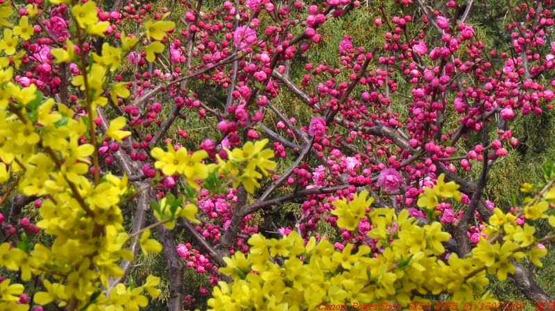 圆明园山桃花 摄影 旭峰