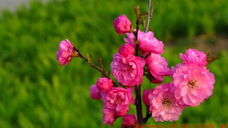 圆明园山桃花 摄影 旭峰