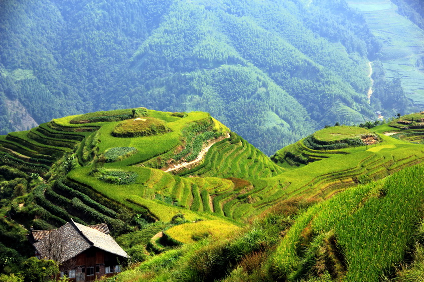 龙脊梯田 摄影 野山老牛