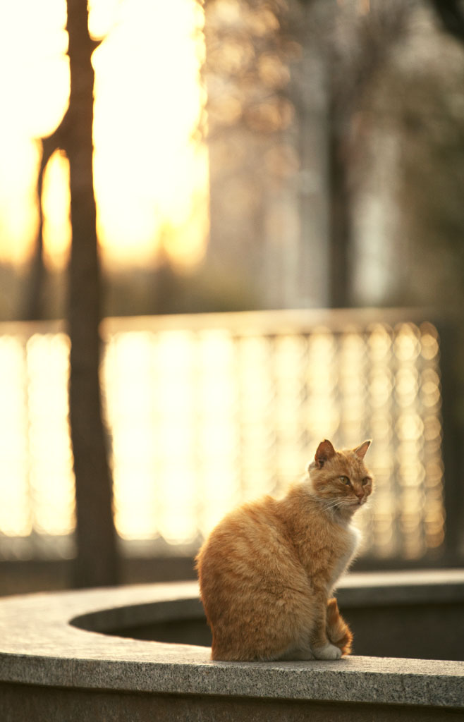 夕阳下的猫 摄影 ZZZxCCC