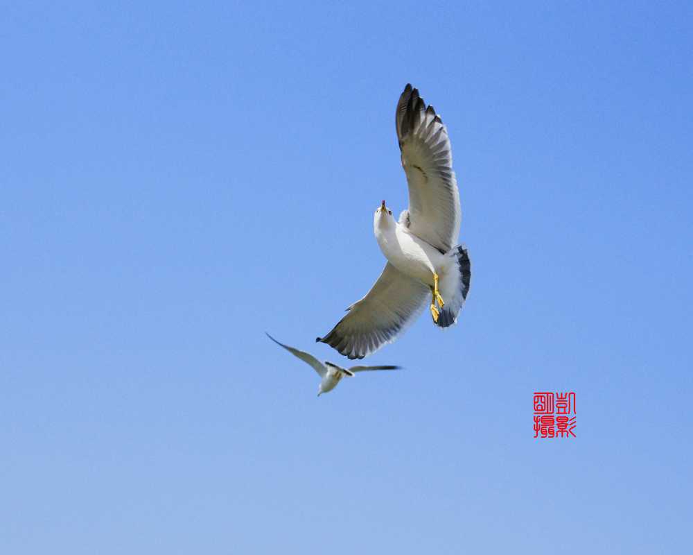 鸥翔星海湾 摄影 海韵2013