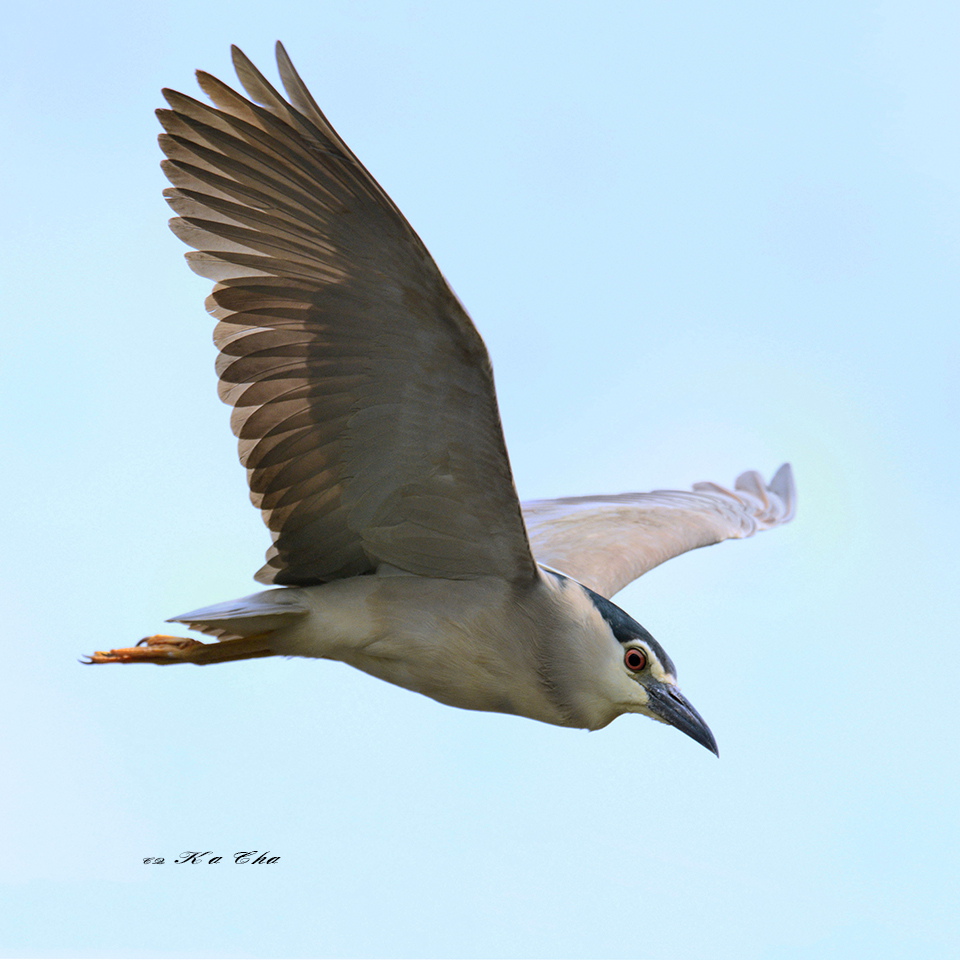 夜鹭Black-crowned night heron.jp 摄影 重庆咔嚓