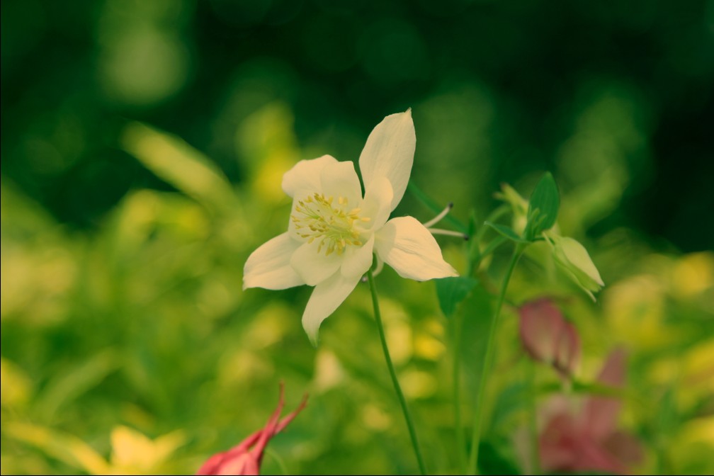 花朝节小花朵 摄影 airfree