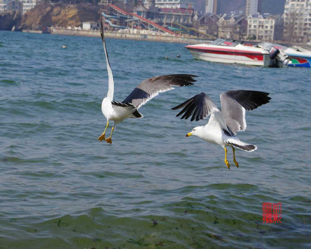 鸥翔星海湾 摄影 海韵2013