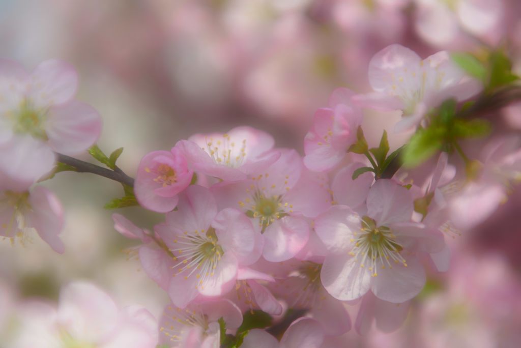 春暖花开 摄影 菲雪儿