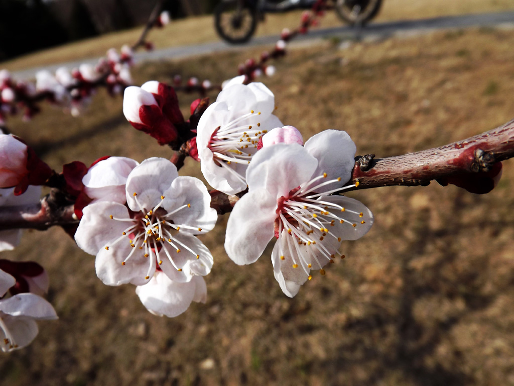 樱桃花 摄影 富丁