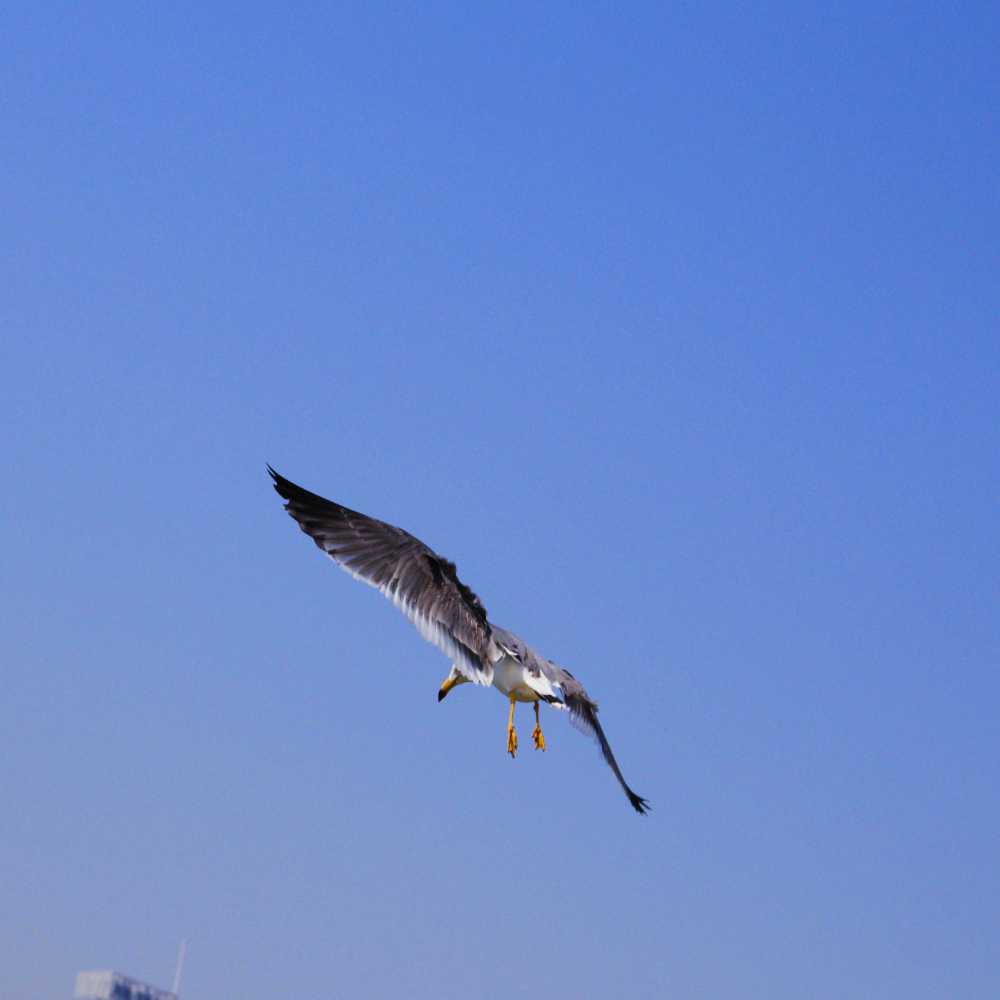 鸥翔星海湾 摄影 海韵2013