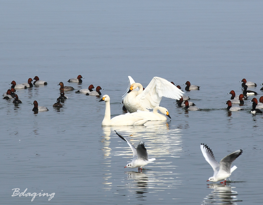 琵笆湖天鹅 摄影 Bdaqing