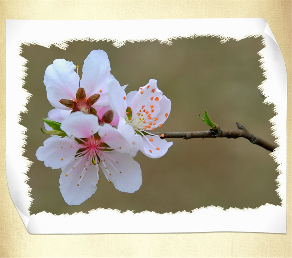 山寺桃花 摄影 陋石