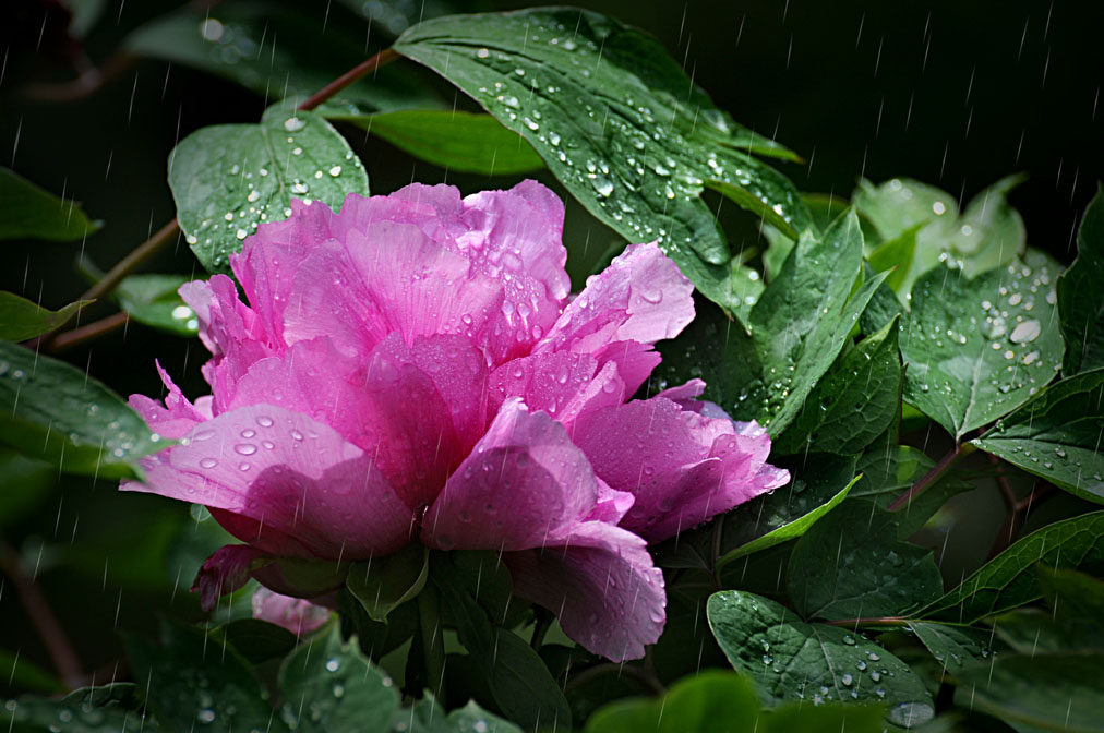 雨打牡丹分外娇 摄影 少城清风