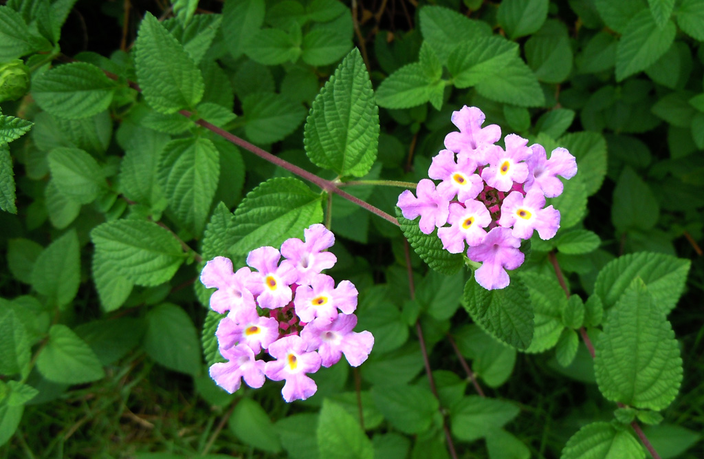 山花 摄影 太后