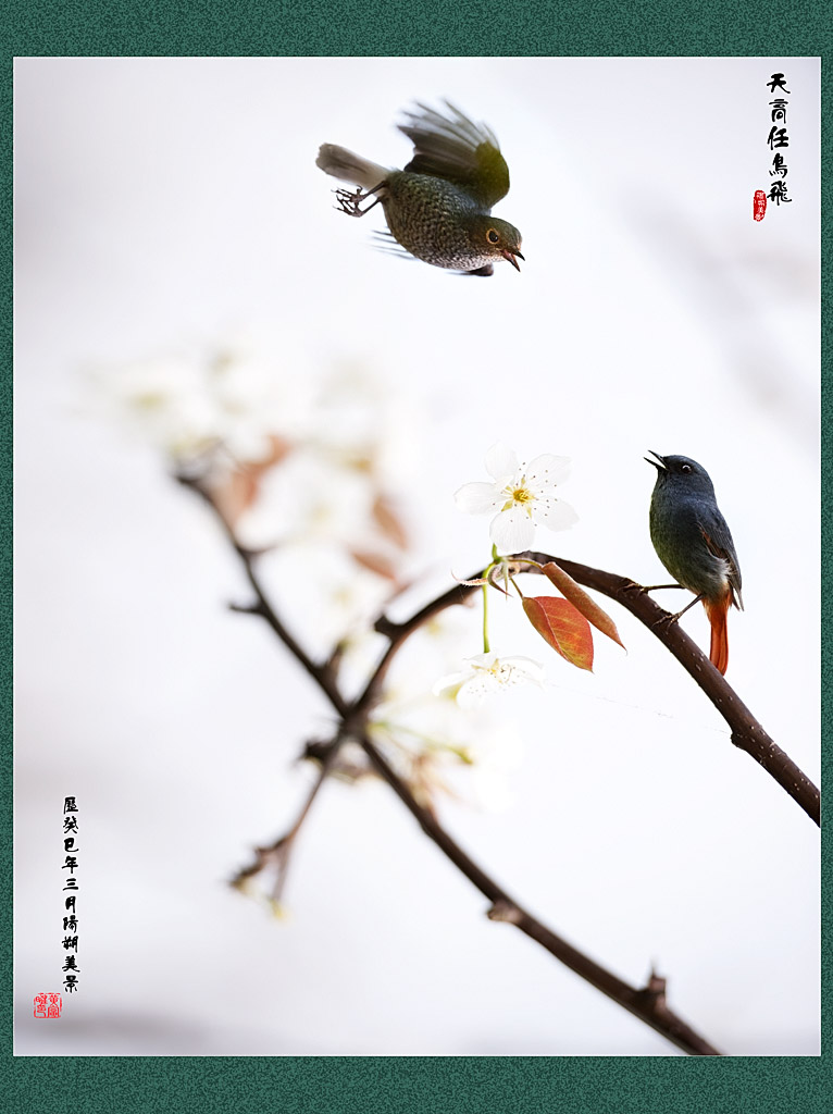 花 鸟 图 (7) 摄影 阳朔美景