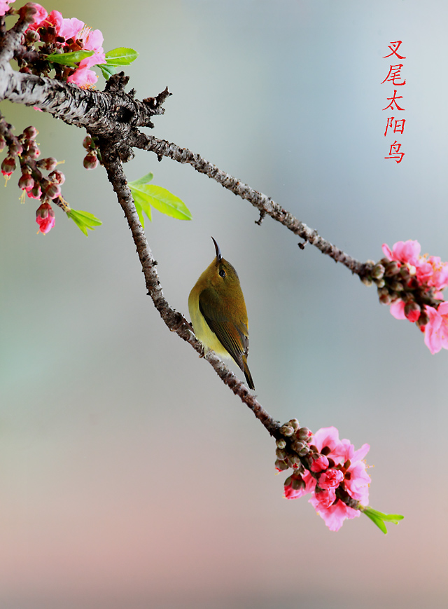 花鸟图 摄影 锋速