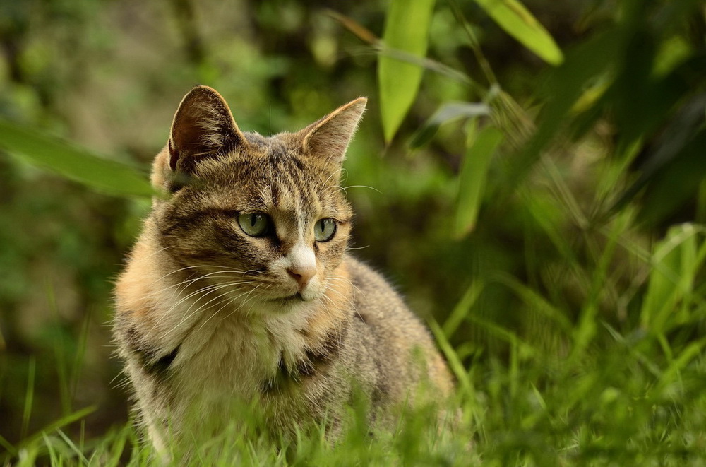 小区里的野猫 摄影 金湲小苑