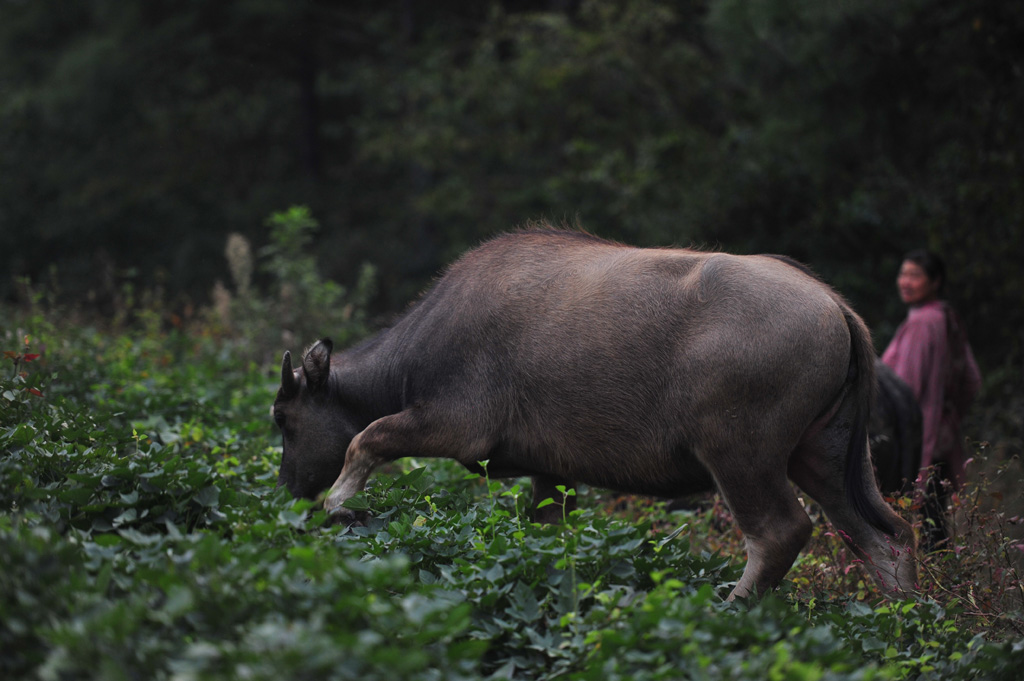 觅食 摄影 山野闲鹤