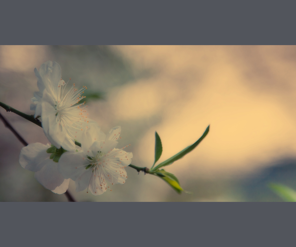 芳菲节，倩云捧出，天外飞琼 摄影 参宿七