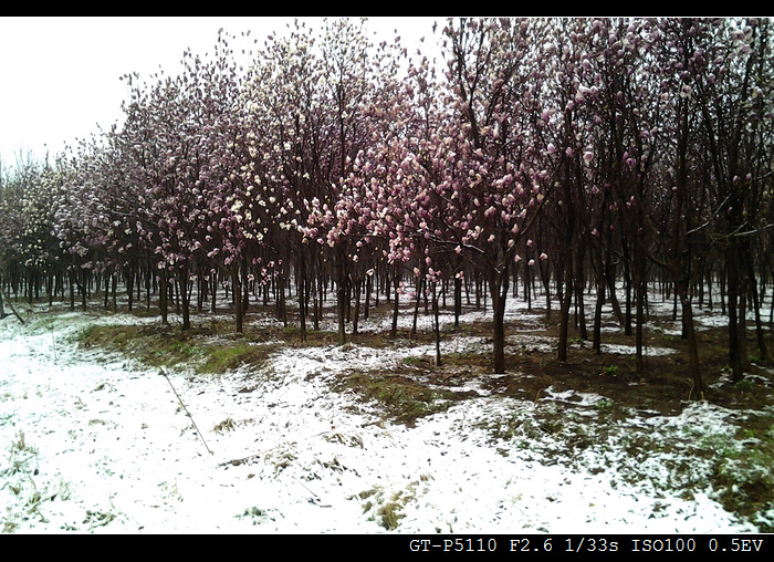 谷雨时节，胶州下了一场小雪 。 摄影 又见垂杨