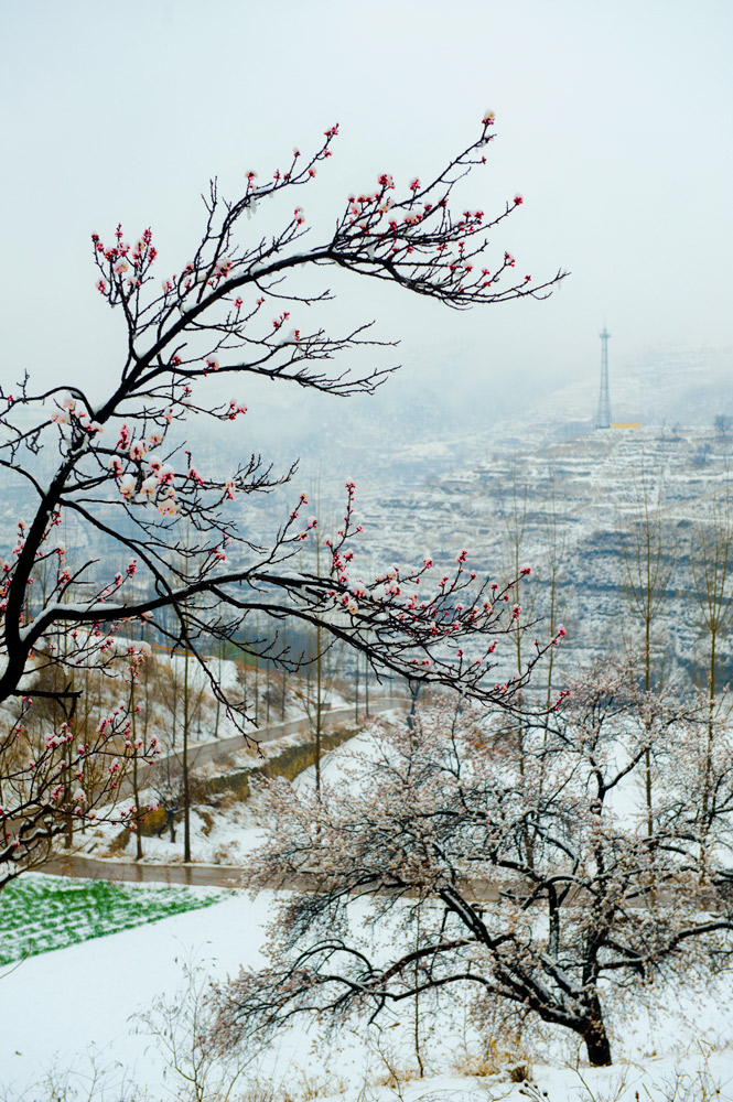 杏花春雪 摄影 善意的谎言