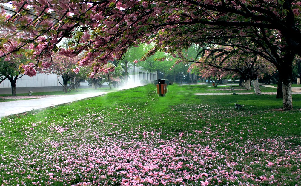 樱花落红 摄影 桃花朵朵