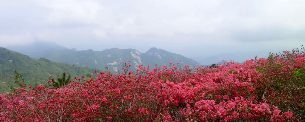 麻城龟峰山的杜鹃花海 摄影 山雀