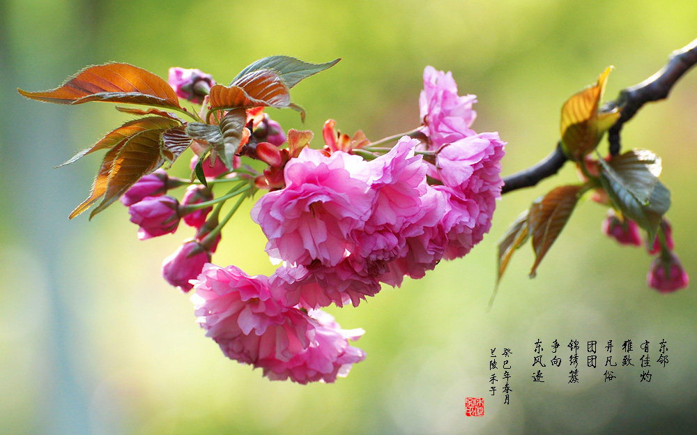 东邻佳灼 摄影 禾子