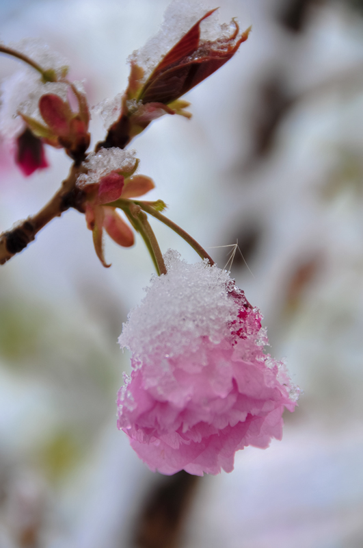 春雪中绽放的樱花 摄影 善意的谎言