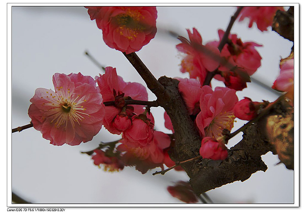 梅花香自苦寒来. 摄影 狼爪摄友