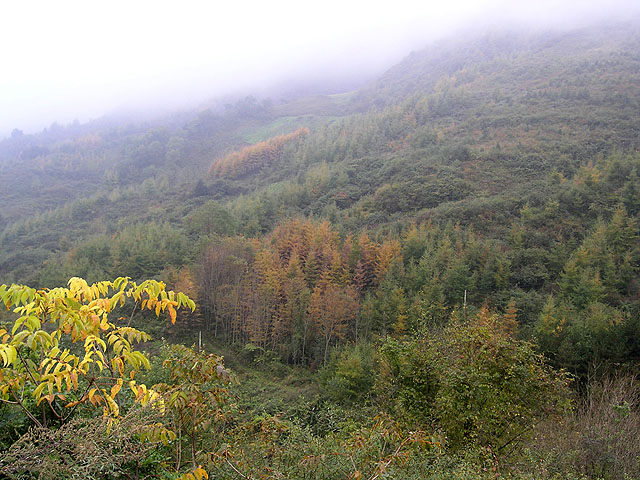 路上的风景 摄影 紫色女人