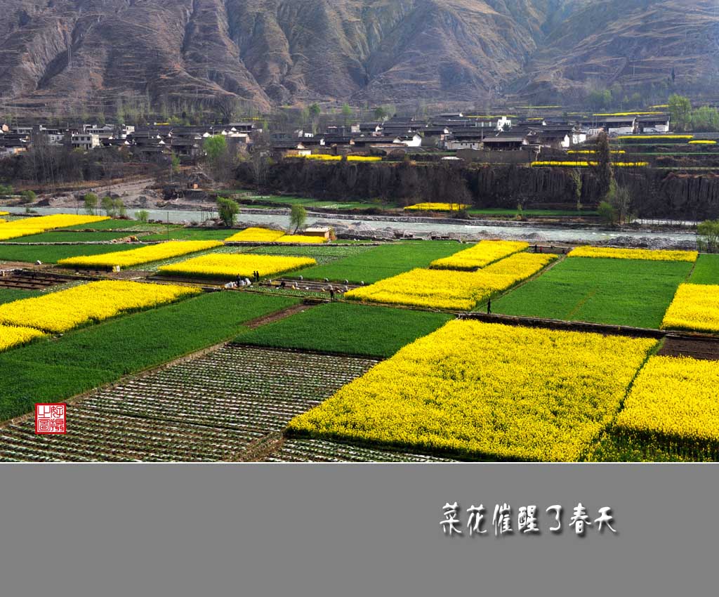 油菜花催醒了春天（十三） 摄影 一路有你